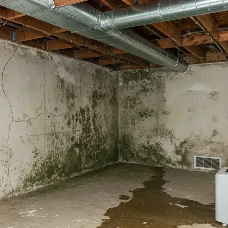 Professional Mold Removal in Saint Stephens, NC